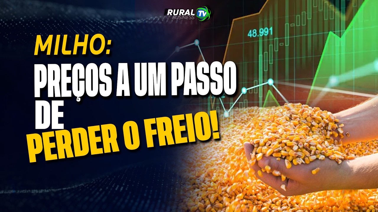MILHO: PREÇOS A UM PASSO DE PERDER O FREIO!