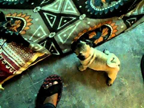 snoopppy_pug hApPy gUrU.avi