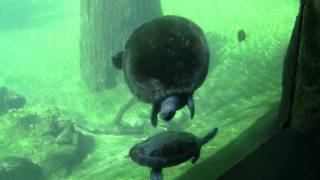 preview picture of video 'Lowry Park Zoo: Turtles swimming underwater at the Manatee & Aquatic Center'