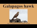 Galapagos Hawk