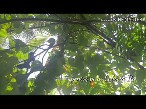 Pontos para Cabocla Ita Taquara