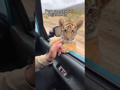 Salvé a un pequeño tigre del ataque de un oso negro y ahora es un nuevo integrante de mi familia. 🩷