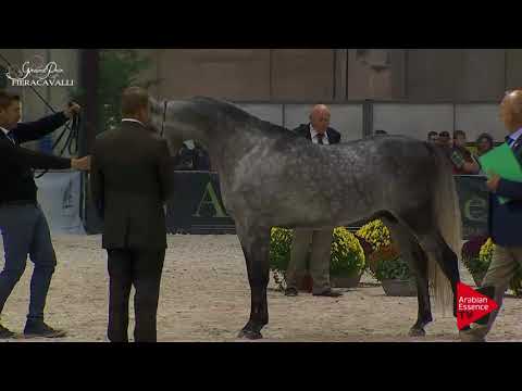 N.37 KAHEELAN AL MAHA - Gran Prix Fieracavalli 2017 - 4 Years Old and Older Stallions (Class H)