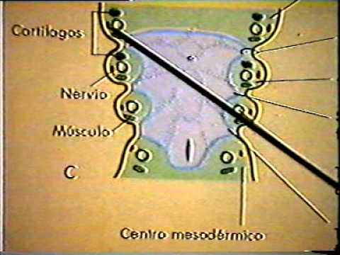 Dr Eduardo Kremenchutzky - Embriología humana