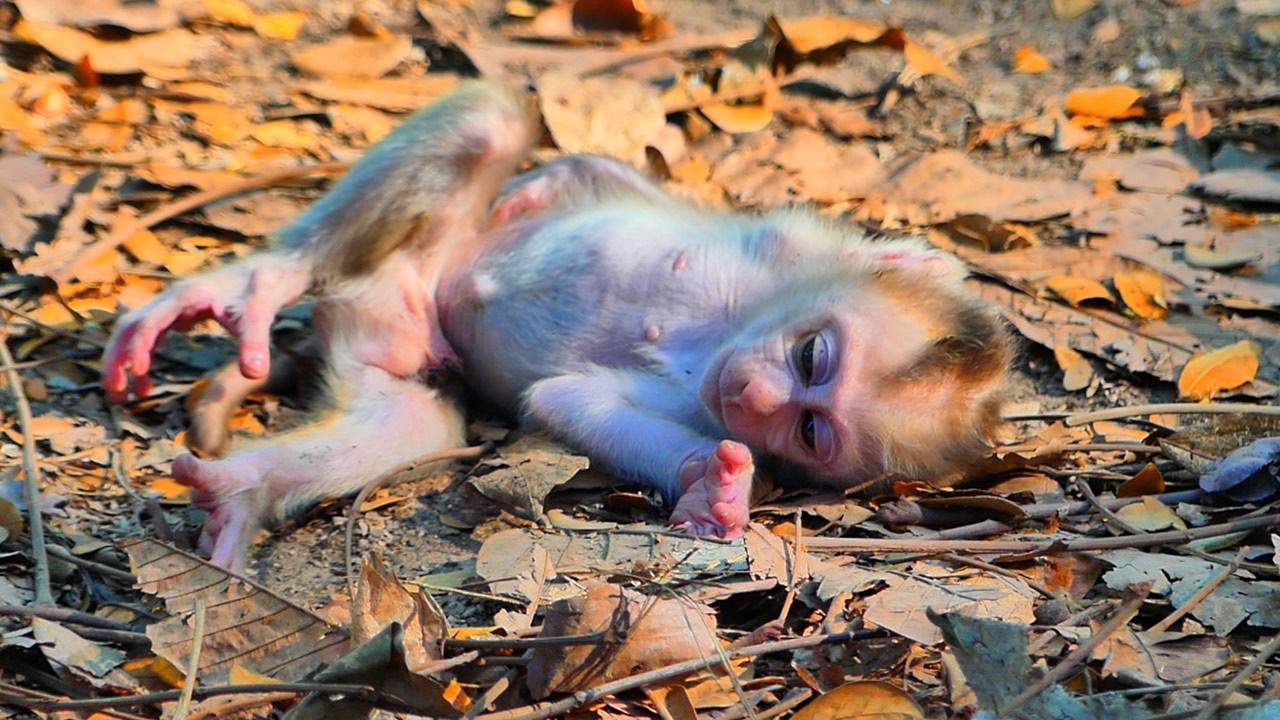 Under the intense heat of 45'c, Libby left her baby alone on the ground, why mom?.
