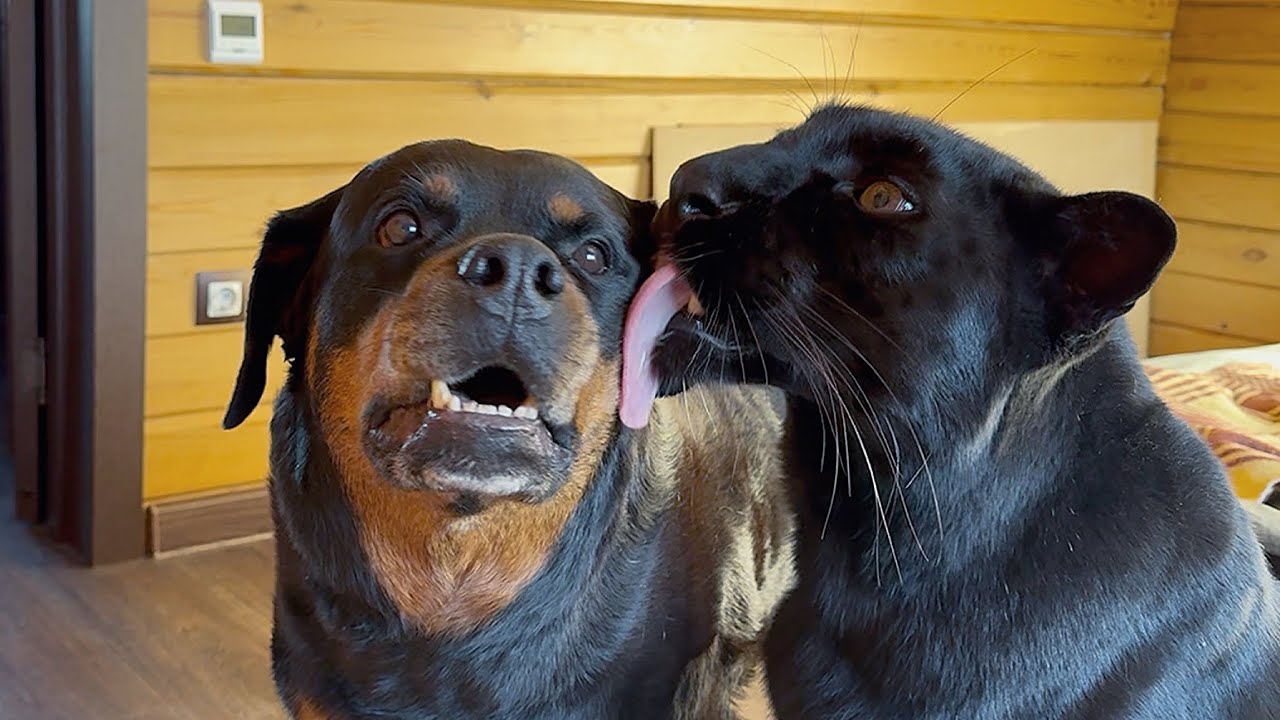 We're bringing back active games with Luna the panther ☺️(ENG SUB)