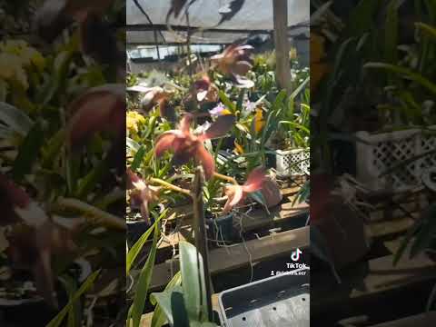 Pedido de Ivani de Goiás com orquídea brasia black spider