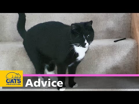 Purrfectly Imperfect | Caring for a blind cat