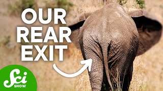 On the Origin of Butts