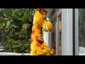 Is Geoffrey The Giraffe Trying to Make a Major Toys R Us Comeback?