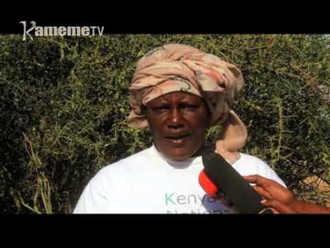 Wagagu itura-ini ria Kiracha Isiolo thutha wa mwiri wa muiritu kwonekana utetwo