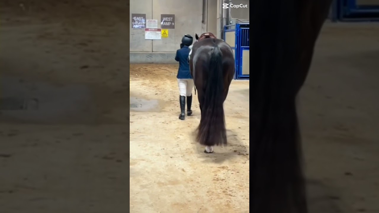That walk over feeling ☺️ #horse #equestrianvibes #equestrian #equestrianlove #fyp #shorts