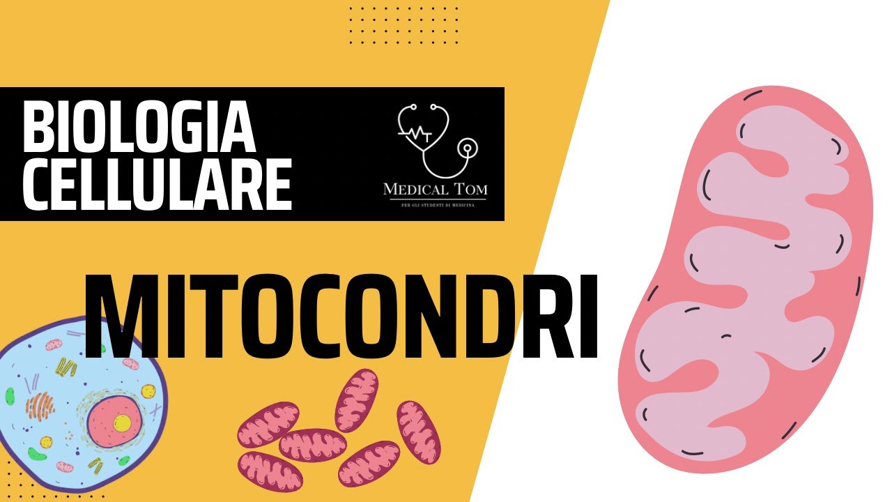 I Mitocondri | Struttura, Componenti e Funzioni.