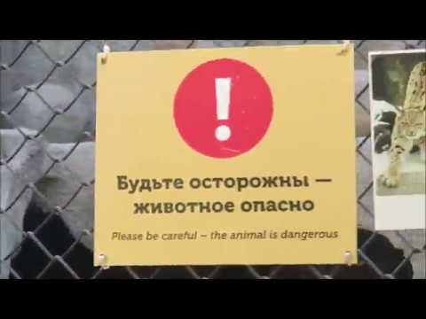 Рысь в Московском зоопарке и несколько ее друзей)))