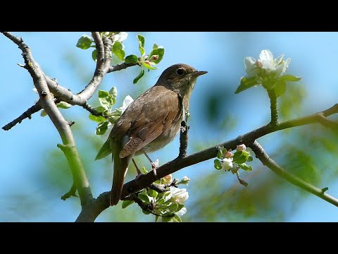 BEST NIGHTINGALE SONG 9 hours | REALTIME Nightingale Singing | Piano and Birdsong | Birds Chirping