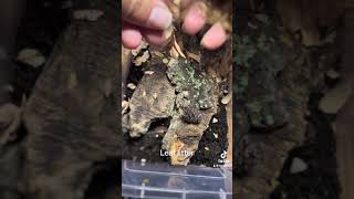 Packing a colony for a customer in YEG