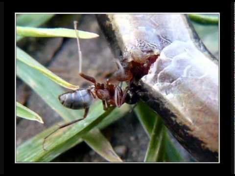 Karel Plíhal: Nalámal se mraveneček