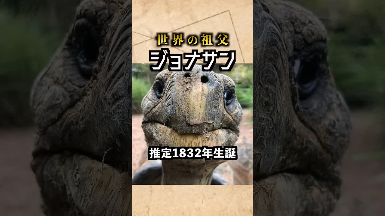 江戸時代から生きてる世界最高齢の陸生生物 ジョナサン