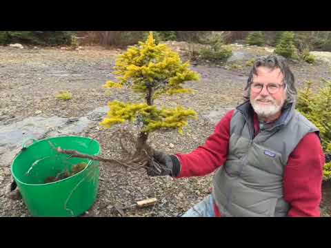 first yamadori trip of 2025