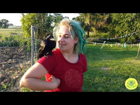 #11 Aufzucht einer verwaisten Saatkrähe - Hexhex Teil 1