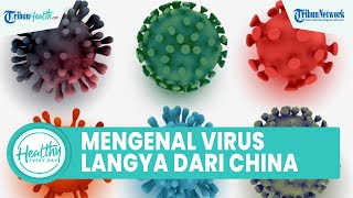 Apa itu Virus Langya? Munculnya Penyakit Langka di China yang Berasal dari Tikus, Ini Kata Pakar