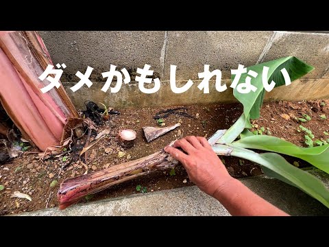 庭にバナナの木を植えることも可能です！そこに熱帯林を生み出す丈夫な種は何でしょうか?  庭園