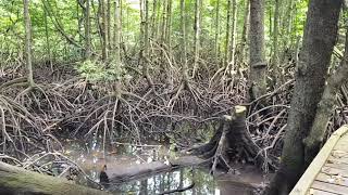 preview picture of video 'Mangrove Park Saleba Bontang'
