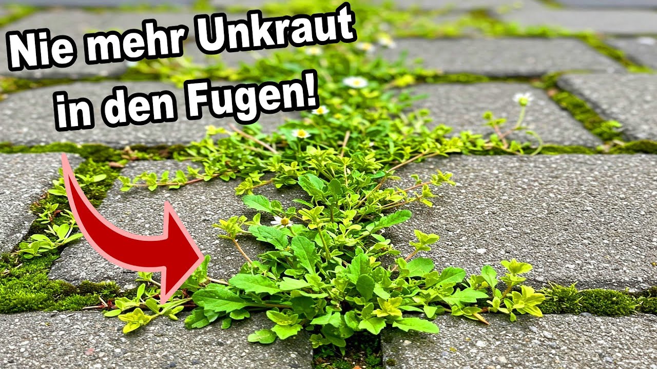 Was wirklich dauerhaft gegen Unkraut in den Fugen hilft!
