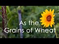 As the Grains of Wheat