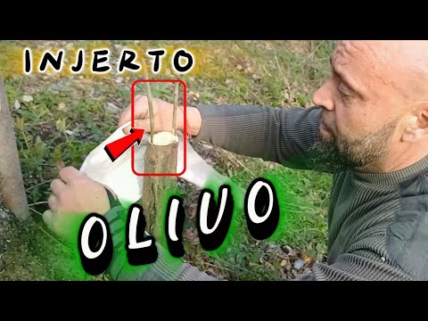 🫒 INJERTO de OLIVOS 🫒  paso A paso como hace + de 100 AÑOS.