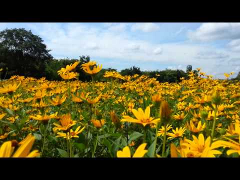 แก่นตะวันบานที่ไร่น้ำทิพย์ 2