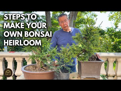 How to Create Chinese Elm Bonsai: 3 Sizes & Styles