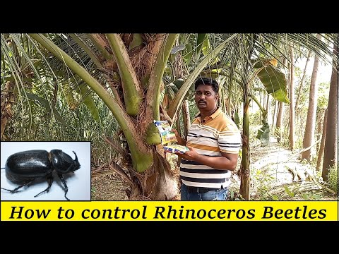 How to control Rhinoceros Bettles in Coconut Tree / How to protect Coconut with Sea Salt