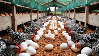 Download lagu Free Range Chicken Farming - How to Raise Free Range Chickens for Eggs and Meat. mp3 Download lagu Free Range Chicken Farming - How to Raise Free Range Chickens for Eggs and Meat. mp3