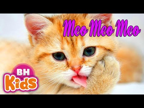 Rửa Mặt Như Mèo Remix ♫ Nhạc Thiếu Nhi Meo Meo Meo