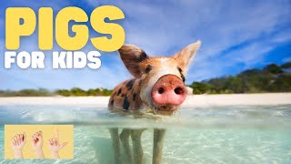ASL Pigs for Kids