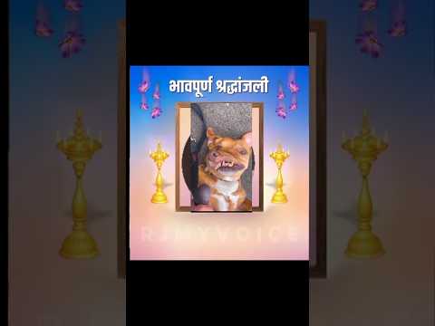 Laatto mutrr 👽 #shortsfeed #funny #memes #harekfriendkaminahotahai