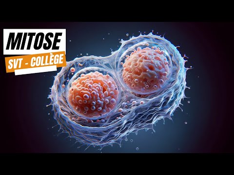 Mitose - SVT collège