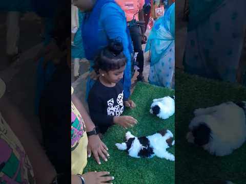 🌀🌀Shih Tzu Puppy #Puppy Lover's #Shorts Videos #Shortsfeed