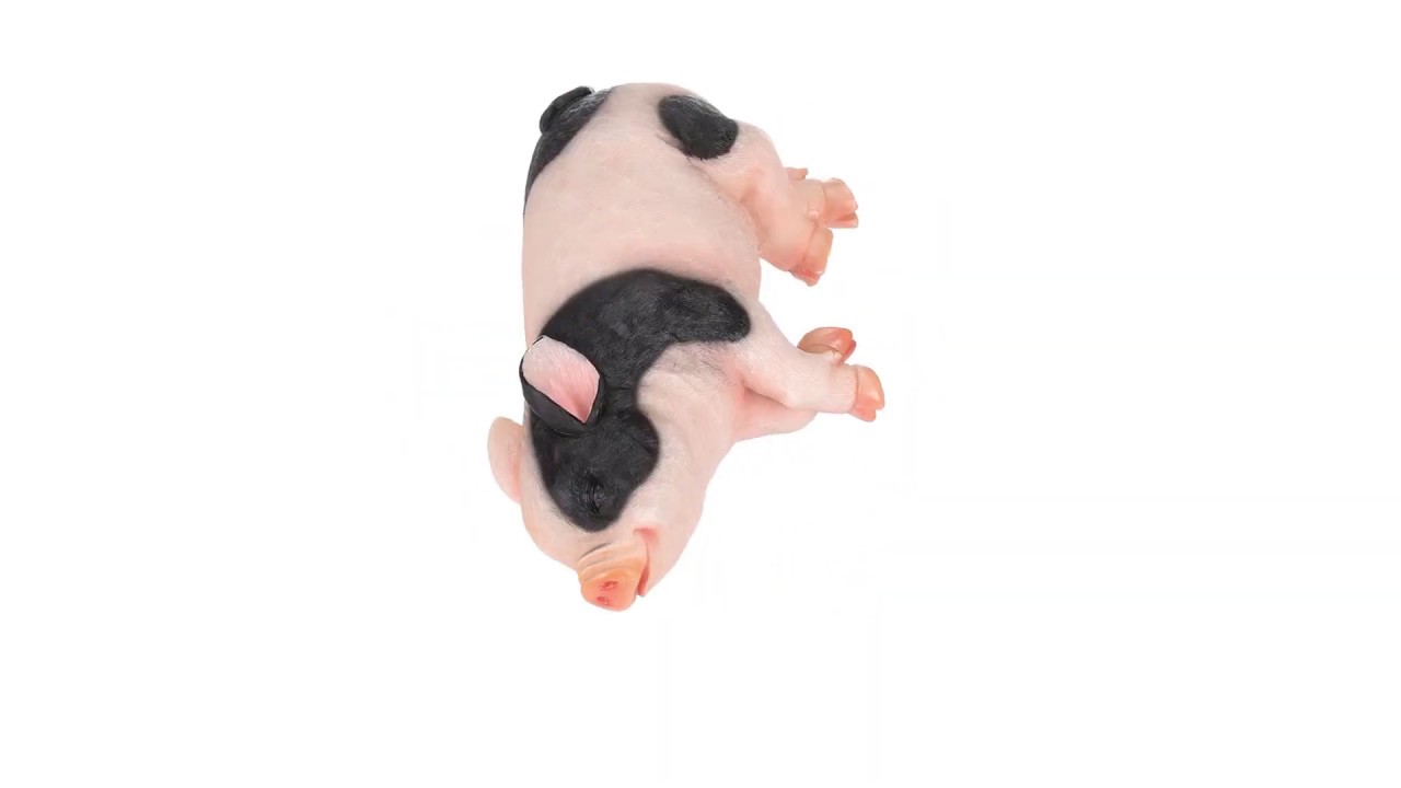 Sleeping Pig Statue Video