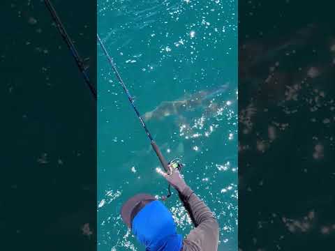 Shark Fishing New Smyrna Beach — Fresh Catch Short