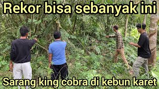 Download lagu NEW RECORD FOR KAG3T RUBBER PLANTATION OWNER: KING COBRA NEST AND DOZENS OF ITS EGGS DISCOVERED mp3