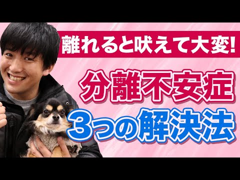 犬の不安を軽減するにはどうすればよいでしょうか?
