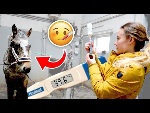 Olympus heeft HOGE KOORTS & Sjoerd is terug! | felinehoi VLOG #169