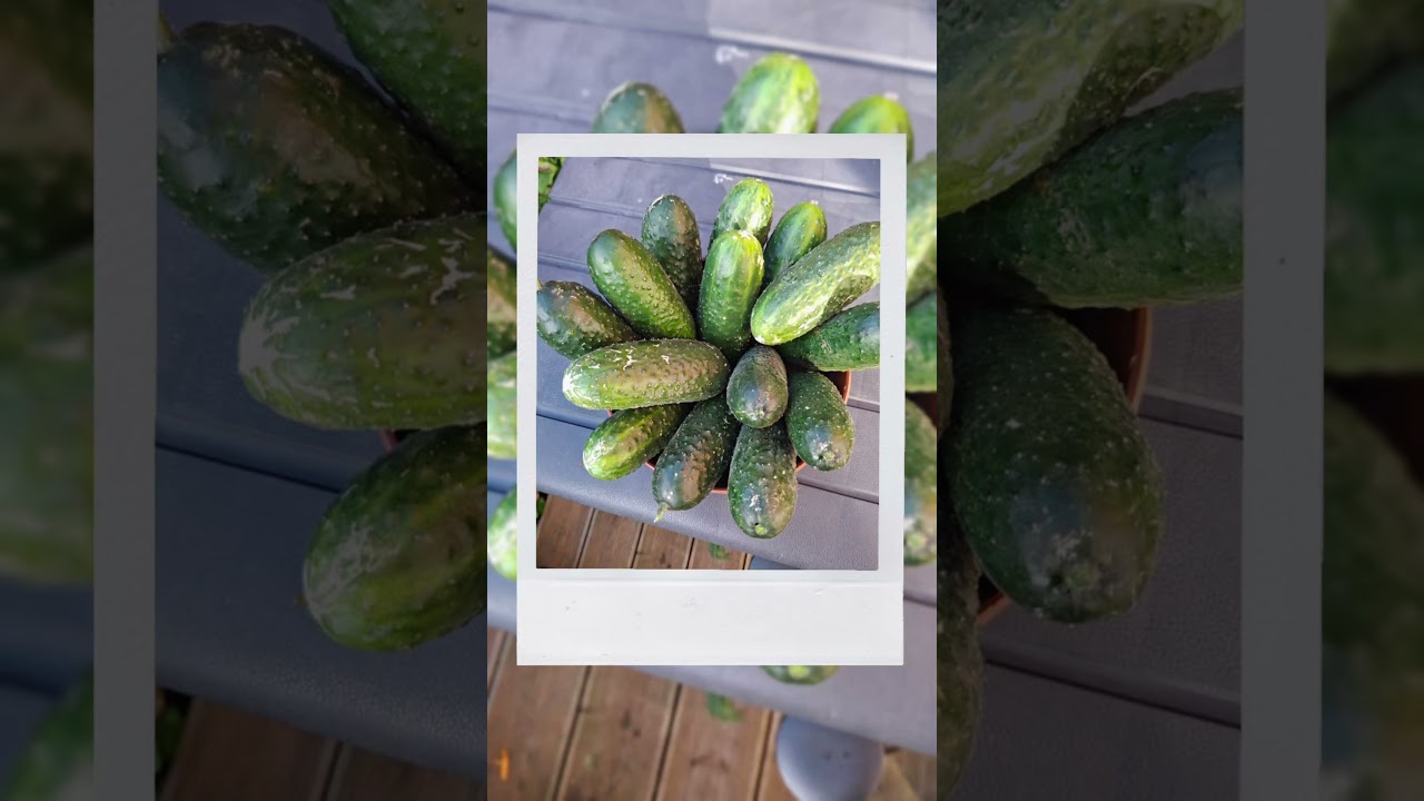 October Harvest