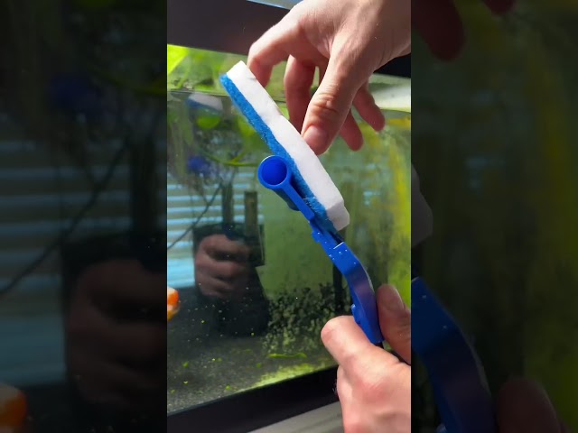 Vídeo relacionado con Long Metal Handle, Versatile Scraper Tool, Fish Tank Kit with Steel Blade, Aquarium Cleaner for Glass Wall, Aquatic Supply, Professional Algae Remover for Home Kitchen Maintenance Scrubbing Reptile