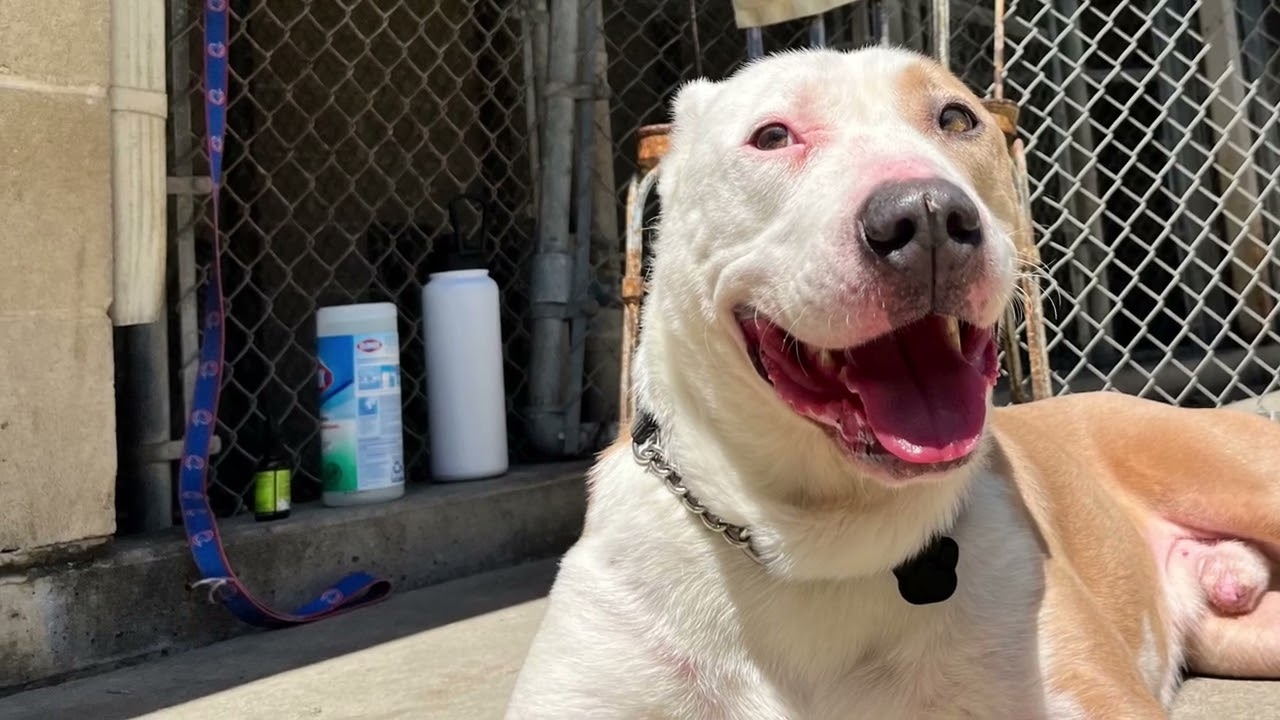 Mack, a ADOPTABLE mixed breed in San Francisco, CA video 6/6
