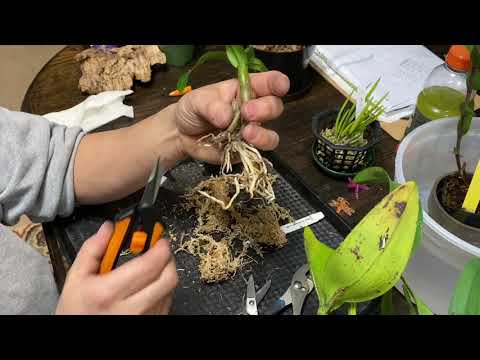 Collective repotting session 3 ~~ 5 orchids