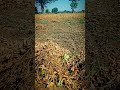 Soyabean Harvesting Start ‍ Shorts Viral Status Shortvideo Shortvideo Love