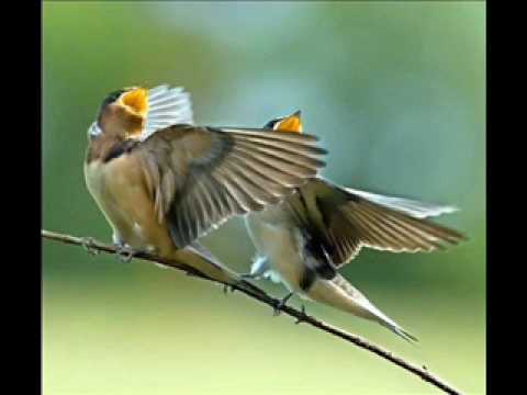 Peter Pears sings 'Yarmouth Fair' (Peter Warlock)